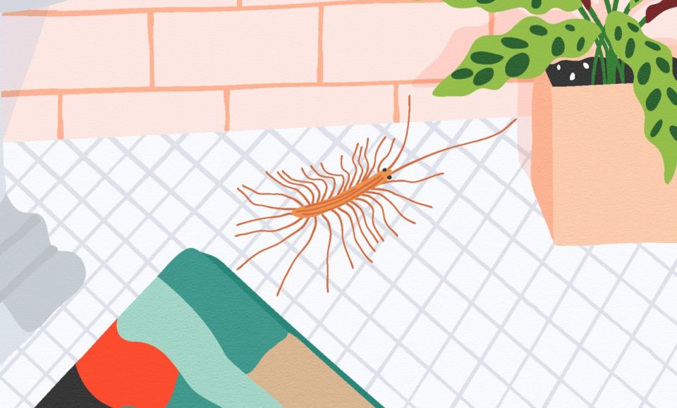 Get Rid Of House Centipedes