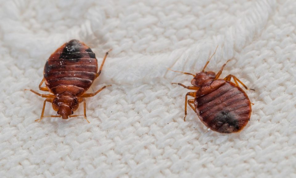 bed bug treatment cost
